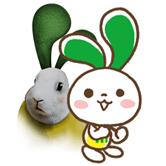 たまにすごい現実的になるマイネオうさぎ