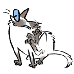 Messy Colorpoint Kitty