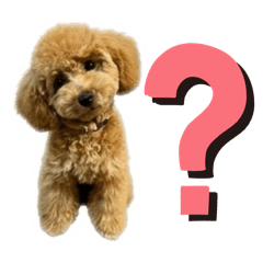 トイプードルプリティ2