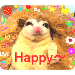 チワワのむう&フクロモモンガのぷく、さく