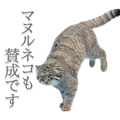 毎日使えるマヌルネコ　実写