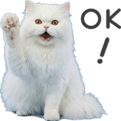 "Persian cat[white]" #1