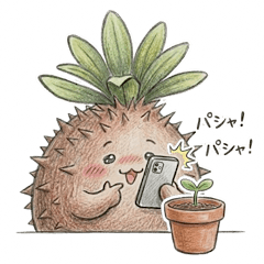 グラ坊～塊根植物のあるある～