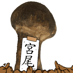 松茸研究家宮尾さんのマツタケ