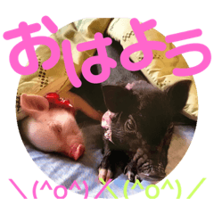 ミニブタ  とん太・悟天・すもも１