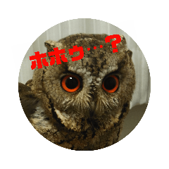 ホホゥ…？なコノハズクスタンプ