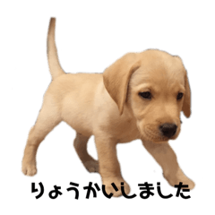 犬 ラブラドール