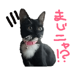 黒猫あめはなスタンプ