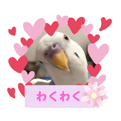 青いインコちゃんの日常会話