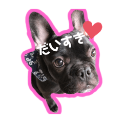 フレブルさくお♡