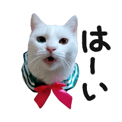 白猫さくらのスタンプ