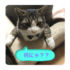 高田家ねこにゃん