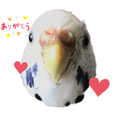 うちのインコのそら子です。