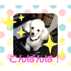 白いヤツら時々黒