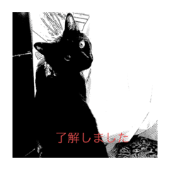 元気な黒猫ちょこちゃん