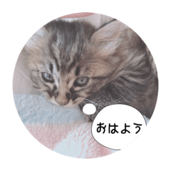 ねこのまるくん