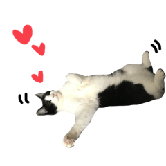 我が家のねこねこねこ