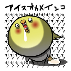 アイスオカメインコ