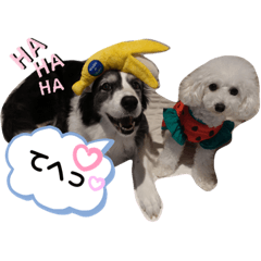 今日のももひな