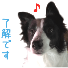 リアルDOG ボーダーコリー