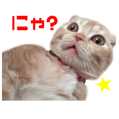 リアルCAT 猫たちの日常会話
