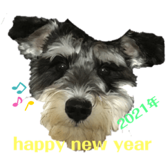 シュナウザー　クゥ正月&xmas