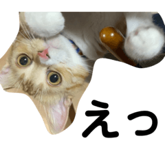 まいにちれもんちゃん