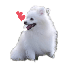 クリームポメ　モコ