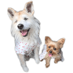 雑種犬☆といち＆ヨーキー☆クッキー