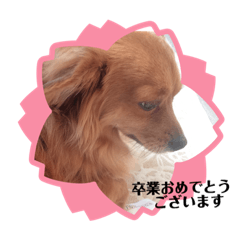 愛犬キセのほんわかスタンプ