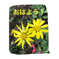 花写真のスタンプ