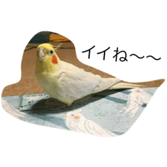 インコがいっぱい