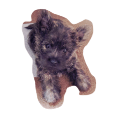 かわいいワンちゃん〜ケアンテリア〜