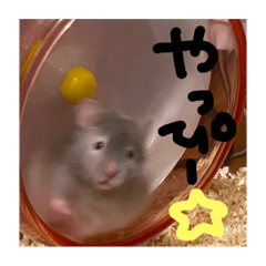 みんなのぱんちゃんさんちーむ