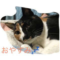 ヤコさんはお留守番