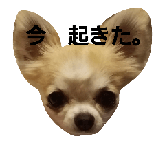 トルティーヤほっぺちゃん