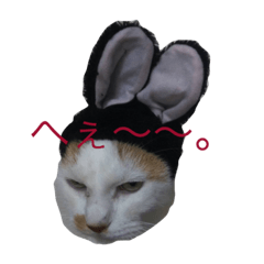 白×茶猫のあさひくん