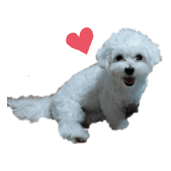 僕はアルである