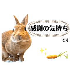 うさぎのこむさんスタンプ２　敬語mixの編