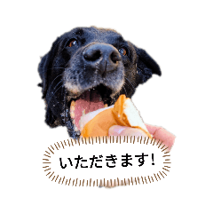 ラブラド−ルのミリ-ちゃん