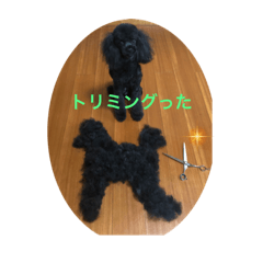 トイプードル　シーズー　猫　２