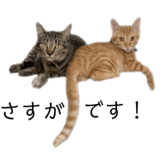 うちの子　ネコ(40)