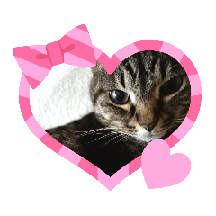 美容系にゃんこ・凛ちゃんスタンプ