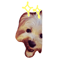 愛するわんこ - ウエスティ編