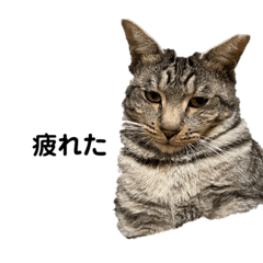 家族で使えるふぁみたん