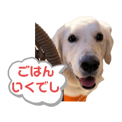 二代目犬れいNo.１