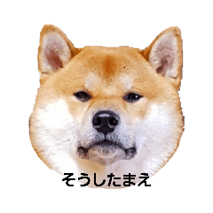 柴犬のしろとあんこ