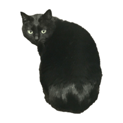 野良気質が抜けない黒猫スタンプ