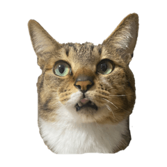 ちょいブスねこ