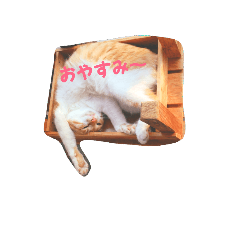 茶トラのゆきちゃん